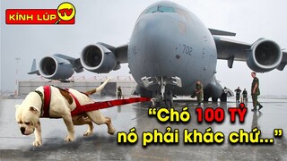 🔥 7 Khả Năng Kinh Ngạc Của Chó Khiến Các Đại Gia Bỏ Tiền Tỷ Để Sở Hữu Chúng | Kính Lúp TV