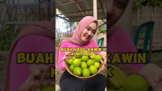 #shortvideo #shortsyoutube #buahbuahan #buah #jeruknipis #buahbelimbing