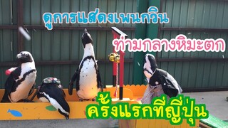 ดูการแสดงของเพนกวิน ท่ามกลางหิมะตก เพนกวินกับชุดเทศกาลของคนญี่ปุ่น Nanami happy family