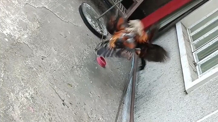 6 months old, Unang Spar ni Bulik tumutunog naman pala ang palo