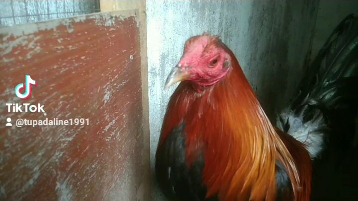 4m'sgamefowl....##tupadaline.... line breeding