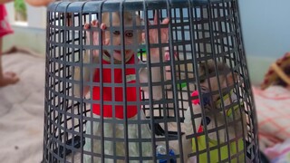 Mom, Please Take Me Out!! Adorable Toto & Yaya trying to find the way out of the basket