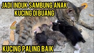 Masya Allah Kucing Ini Balas Budi Orang Yang Telah Menolongnya..!