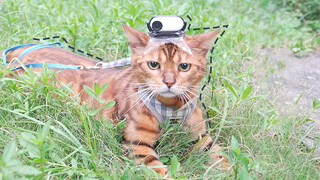 Kucing : Merekam Video, Saya Profesional!