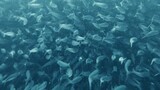 Nature The Oceans Greatest Feast (2022)