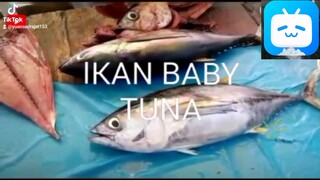 Cara Mudah Memotong Ikan Baby Tuna yang Betul