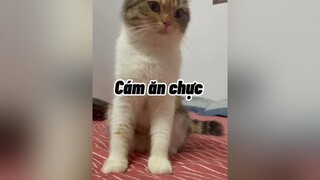 Không đẻ nhưng vẫn đái nhaaaaa. Tôi nhầm 😂😂 mèo cat cute