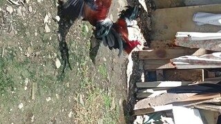 full brothers dark legged huron lemon 4months plus old