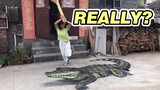 Đời sống|Vẽ một con cá sấu trước cửa nhà mẹ vợ