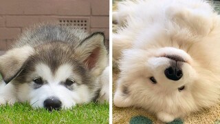 🥰The Best Adorable Puppies in The Planet Makes Your Heart Melt 🐶|Cutest Puppies