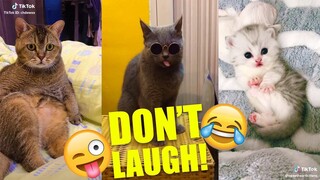 CATS Are So FUNNY You'll Laugh Your Head Off | Part 1