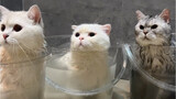 同时给家里的3只猫洗澡，看看谁最乖？