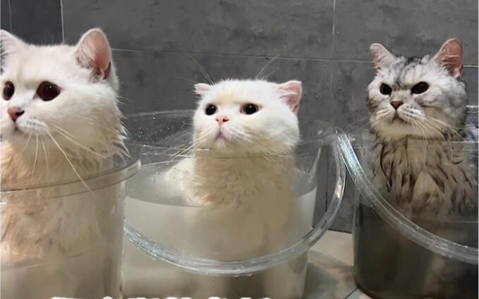 Bathe 3 cats at home at the same time to see who is the best behaved?