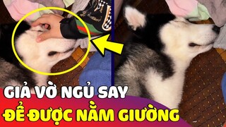 Ngáo Husky 'GIẢ VỜ NGỦ' để được nằm giường khiến cả nhà 'BẤT LỰC' chào thua 😅 Gâu Đần