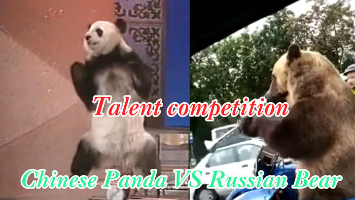 Panda China VS Beruang Rusia, Saatnya Membandingkan Keahliannya