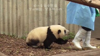 【大熊猫和花】胖头花越来越皮了，跟着奶妈撵，甩都甩不脱