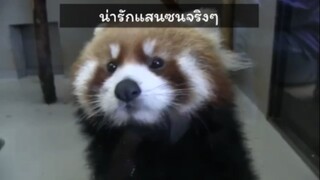 แพนด้าแดงแสนซน☺️