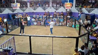 Butcher of Mr. Gilbert Gozum | Black Mamba 1 of Victoria Tarlac | 2 Hits Ulutan Dagupan City
