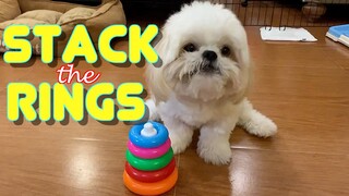 Cute Shih Tzu Puppy Knows How To Snoot And Stack His Toy Rings