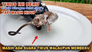 EKSPERIMEN: TIKUS DIBEKUKAN LIQUID NITROGEN.. masih hidup?