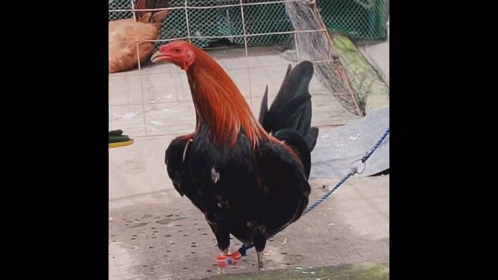 Naka pasa na naman ang Native Hatch ko.. 2X na