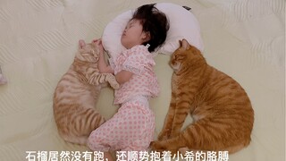 小猫咪们陪小主人午睡，慢慢的越来越有默契