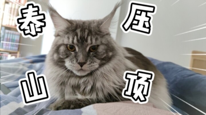 大家的缅因猫也爱在胸口打呼睡觉嘛？也太重了……