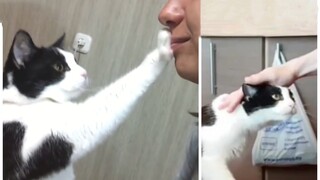 猫咪对男主人和女主人的爱，会有区别吗