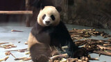 [Panda Mei Lan] The Keeper Says She's Not Hungry