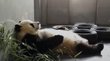 [Hewan]Momen lucu panda di hari biasa