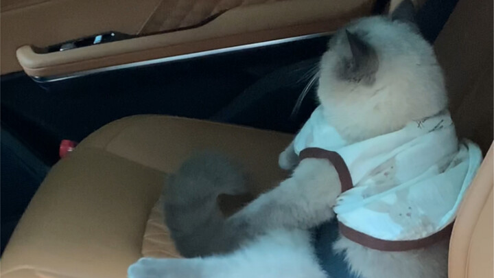I got a cat in carpooling!