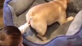 [สัตว์][รีมิกซ์]พฤติกรรมน่ารักๆ ชวนสับสนของน้องหมา