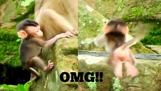 Wow My God!!, Baby Monkey Brave To Jump Like This, Baby Rex​ ​Try Hard​ ​To Jump To Mum Rose