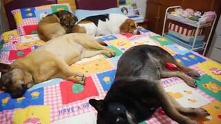 [Thú cưng] Những chú chó này luôn lên giường ngủ trước mình