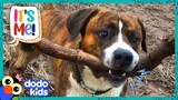This Dog Is OBSESSED With Finding The Biggest Stick | It's Me | Dodo Kids