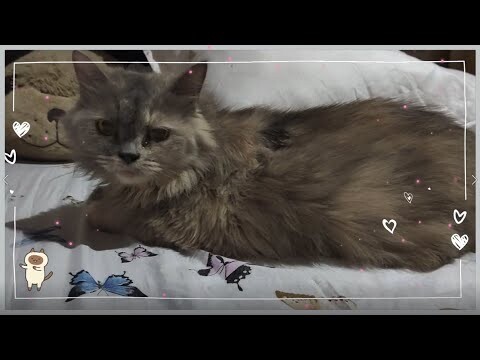 Yuni | Cat Vlog #22