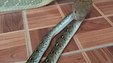 king cobra makan python