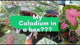 How to care for Caladium and Alocasia Gardening tips.
