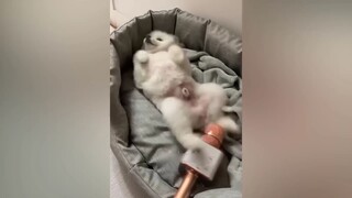 Best  Funniest Animals Videos 2023
