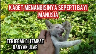 Di Luar Dugaan Anak Kucing YangTerjebak Di Semak-Semak Banyak Ularnya Ternyata Kembang Telon..!