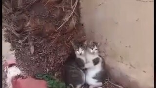 Bagaimana nasib kedua kucing di Gaza ini ke depannya?