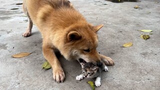 Gouzi: Saya kecanduan kucing, dan Anda juga kecanduan anjing.