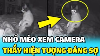 💥Kiểm tra camera vì nhớ MÈO chủ nhà gặp hiện tượng ĐÁNG SỢ | TIN GIẢI TRÍ