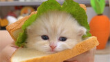 Satu gigitan sandwich anak kucing