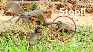 Stop Hit Me!!, Baby Monkey Doesn't Wrong || Why Young Mum Hit Baby || Baby Monkey Need Playing