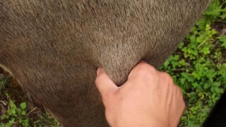 Cows in a daze, pinching cow thighs, daily life of herding cows