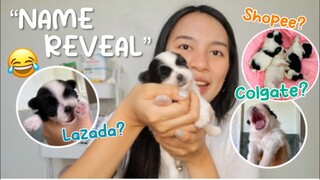 PUPPY UPDATE! PABILISAN NA SILA GUMAPANG | SHIH TZU PUPPIES NAME REVEAL