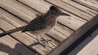 Roadrunner ที่ Likker Barn