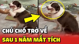 Cảm động chú chó MỪNG RỠ vì tìm được NHÀ sau gần 1 năm MẤT TÍCH ❤️ | Yêu Lu