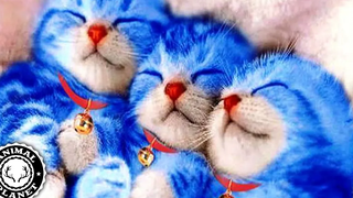 Cute Cats 🔴 Funny and Cute Cat Videos Compilation (2018) Gatitos Adorables Video Recopilacion